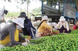 Công bố nhãn hiệu &#39;táo Ninh Thuận&#39;, &#39;tỏi Phan Rang&#39;